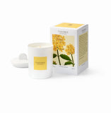 Theorie Botanique - Odorant Verbena Candle