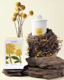 Theorie Botanique - Odorant Verbena Candle