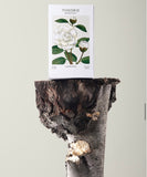 Theorie Botanique - Camélia Blanc Candle