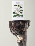 Theorie Botanique - Camélia Blanc Candle